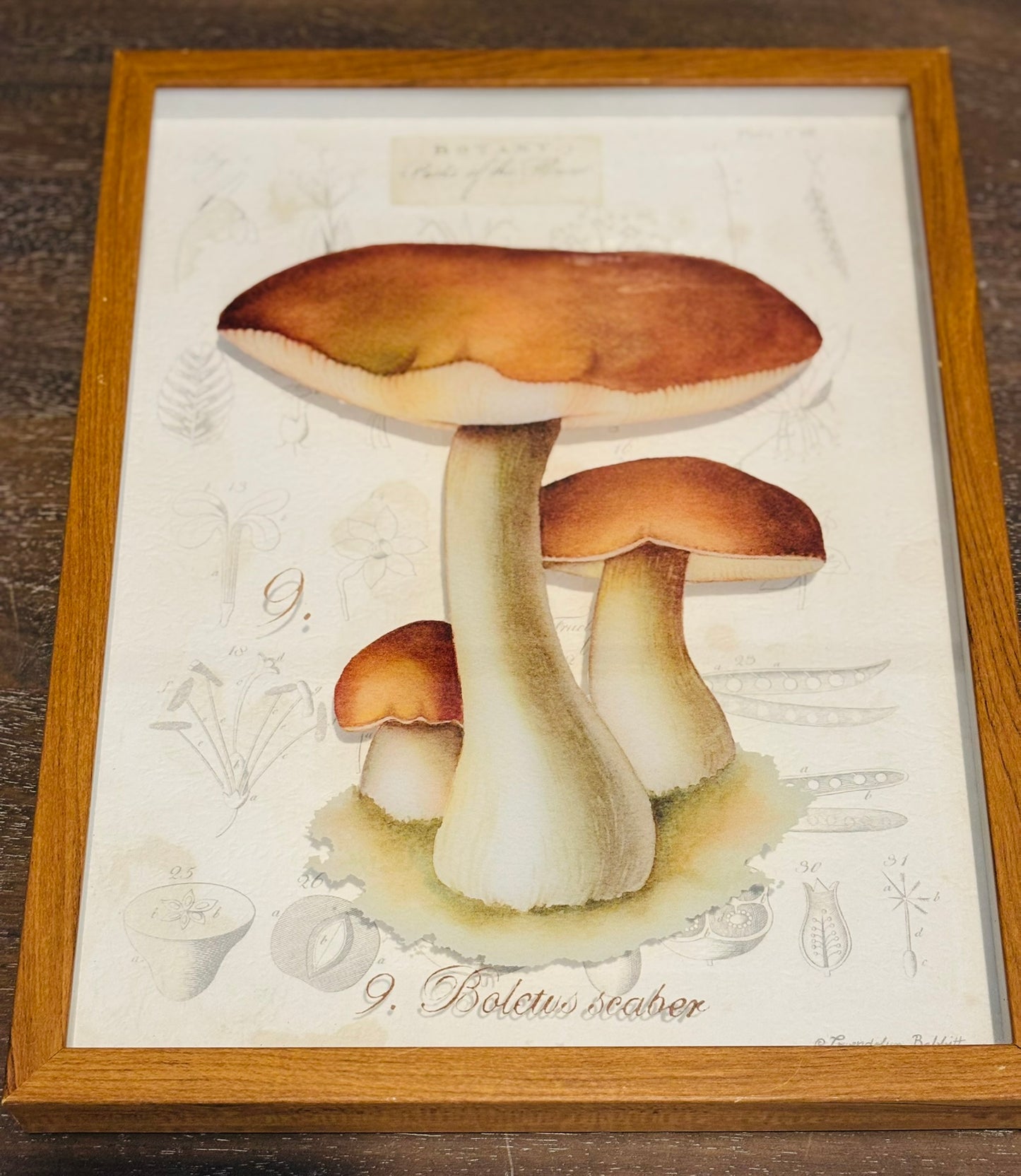 Pair of mushroom botany art 11 x 14
