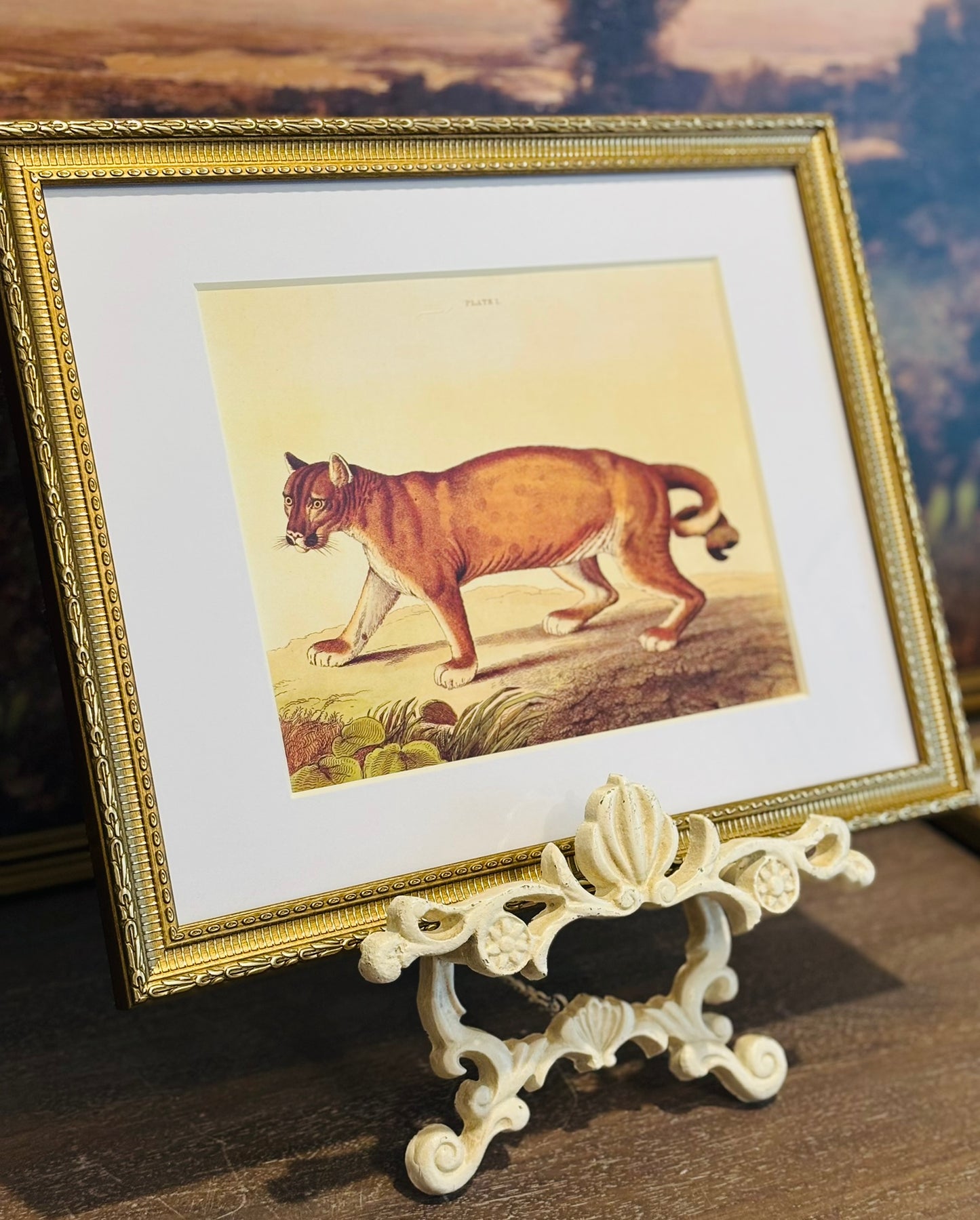 Framed cougar book plate 11 x 14 x .75