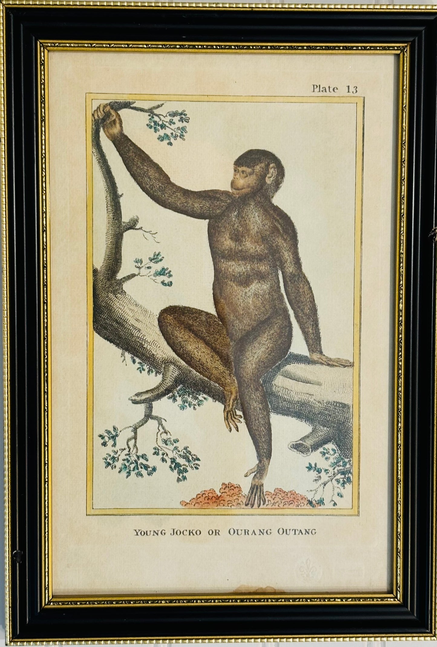 Vintage Mongrel Monkey Lithograph