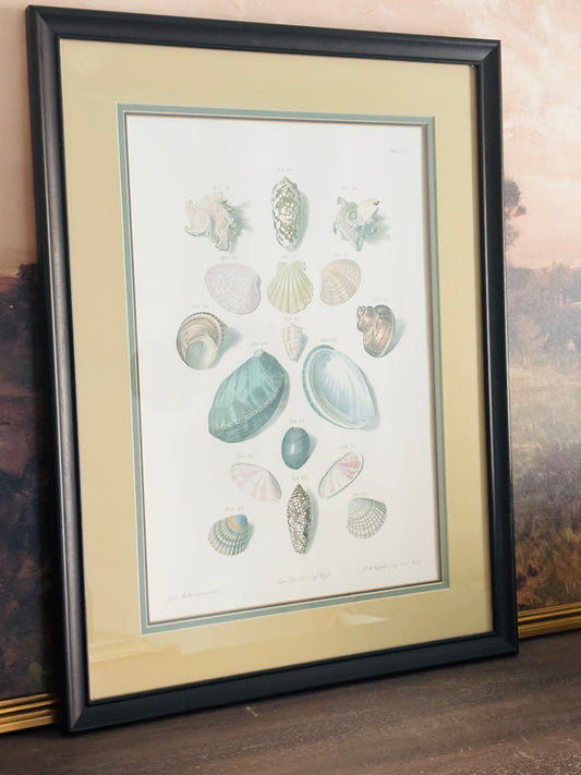 Pair of Choix de Coquillages et de Crustaces Seashell Lithographs 24 x 18.5