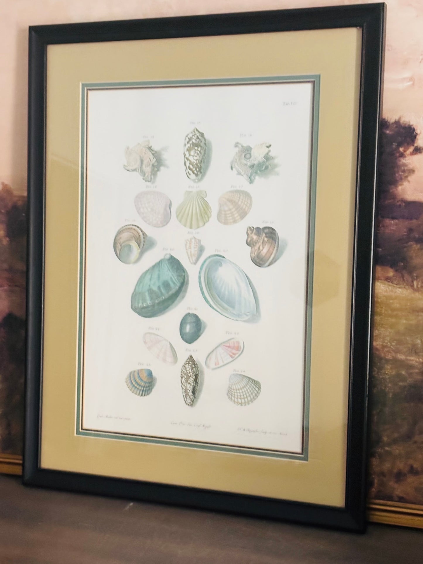 Pair of Choix de Coquillages et de Crustaces Seashell Lithographs 24 x 18.5