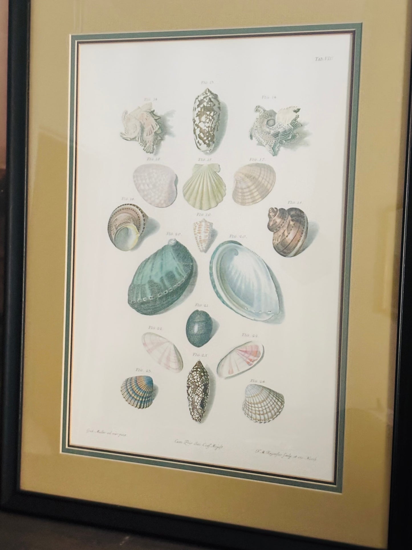 Pair of Choix de Coquillages et de Crustaces Seashell Lithographs 24 x 18.5