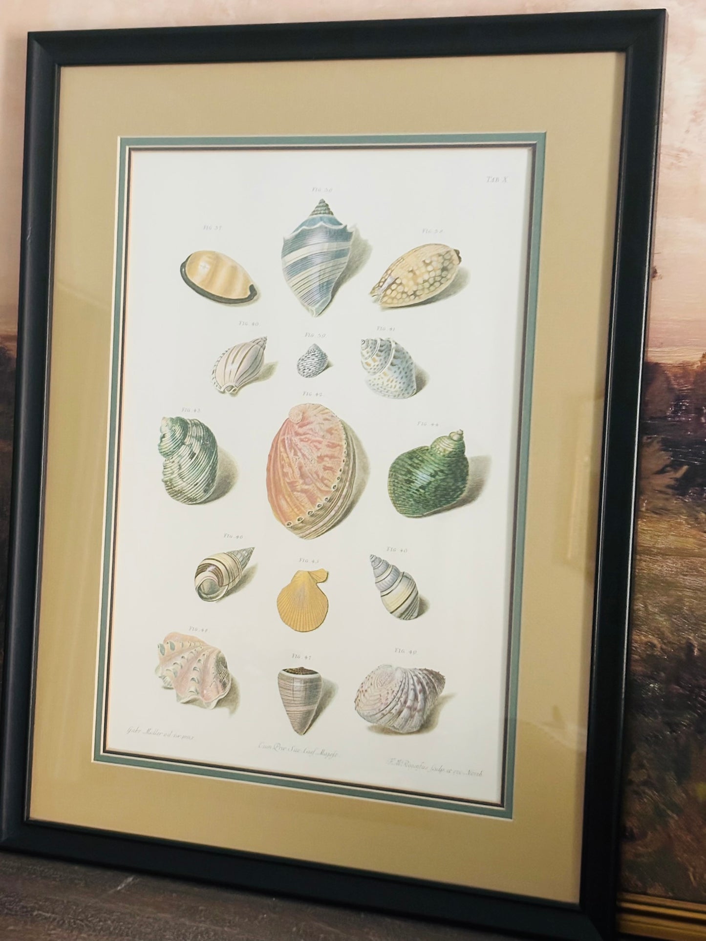 Pair of Choix de Coquillages et de Crustaces Seashell Lithographs 24 x 18.5