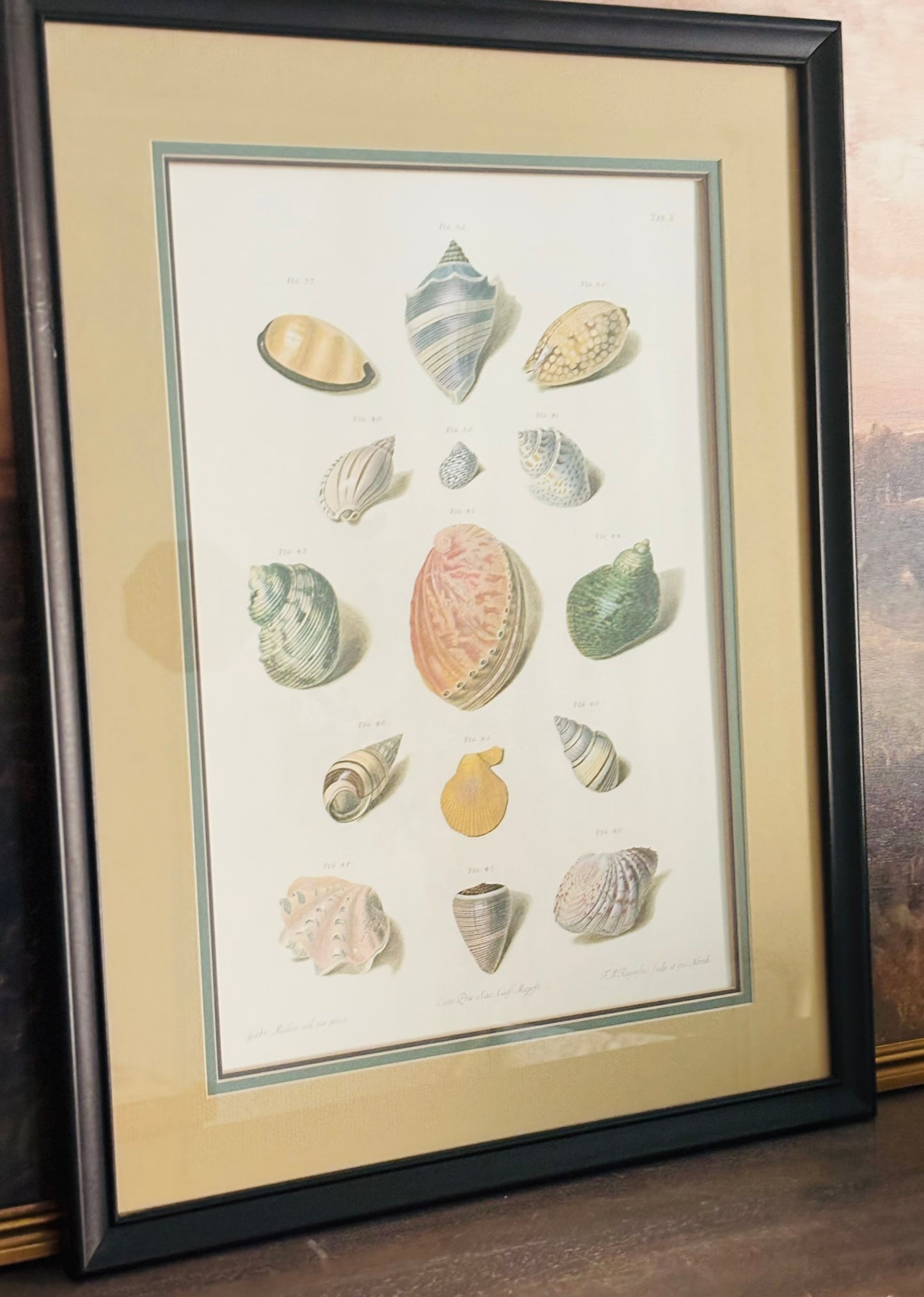 Pair of Choix de Coquillages et de Crustaces Seashell Lithographs 24 x 18.5