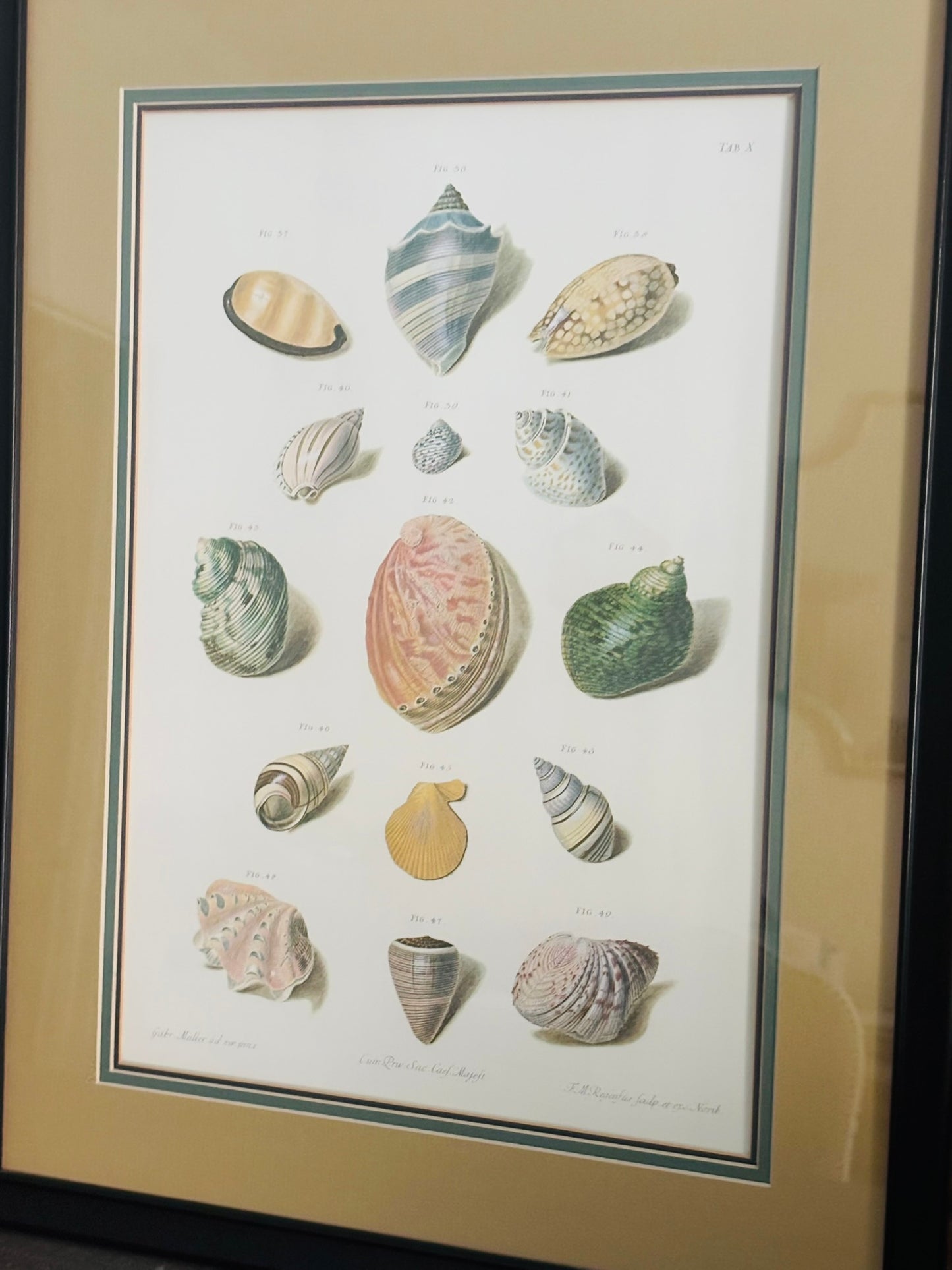 Pair of Choix de Coquillages et de Crustaces Seashell Lithographs 24 x 18.5