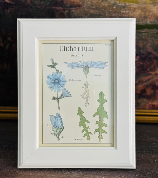 White framed Cichorium book plate (hang or sit) 9.5 h 7.5 w .5 d