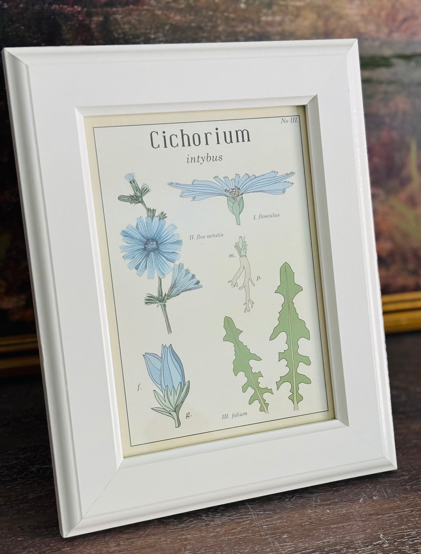 White framed Cichorium book plate (hang or sit) 9.5 h 7.5 w .5 d