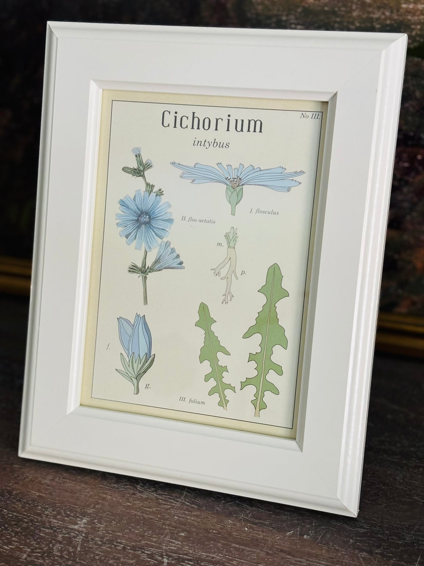 White framed Cichorium book plate (hang or sit) 9.5 h 7.5 w .5 d