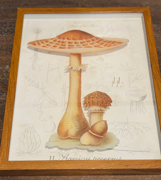 Pair of mushroom botany art  11 x 14