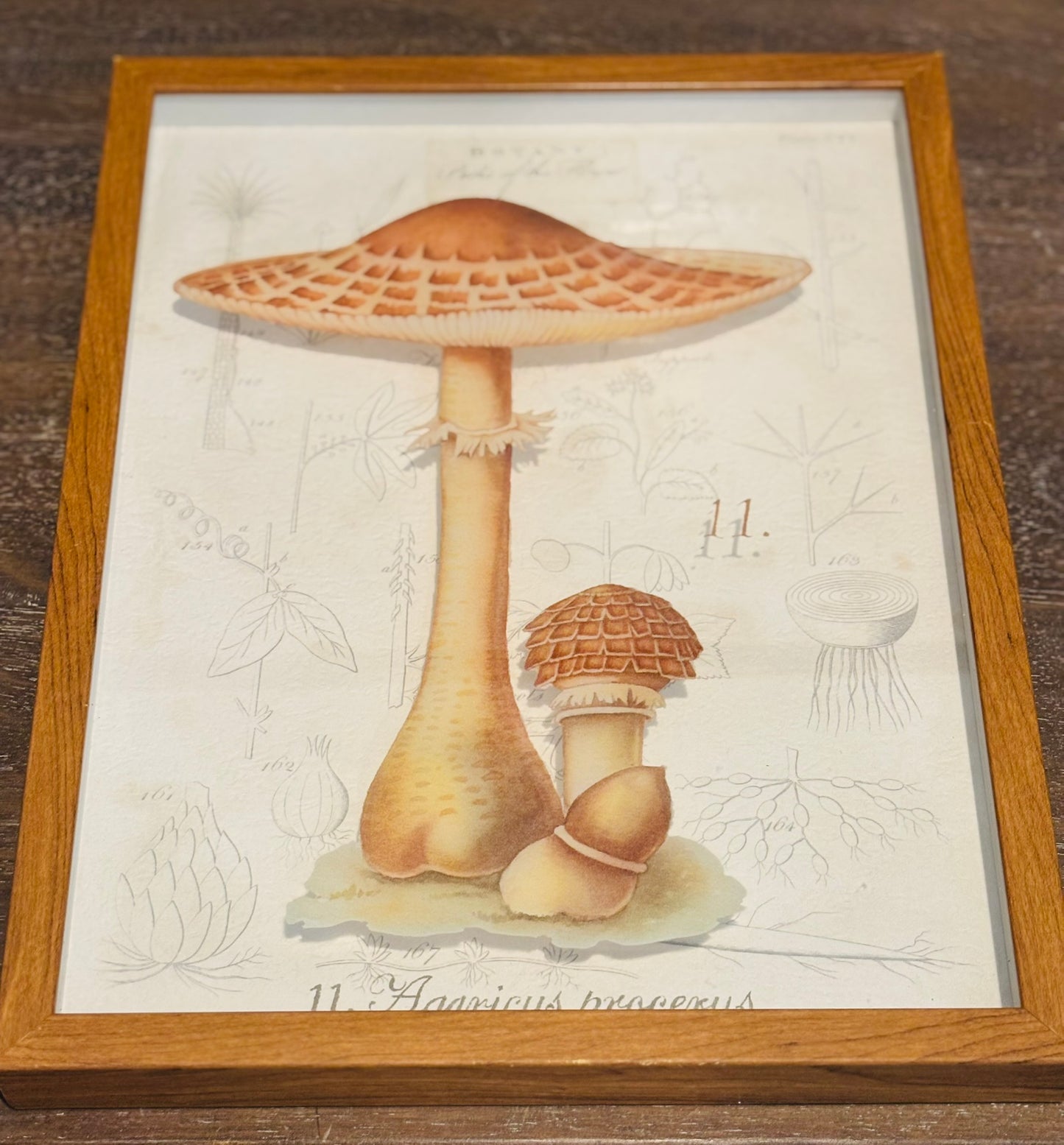 Pair of mushroom botany art  11 x 14