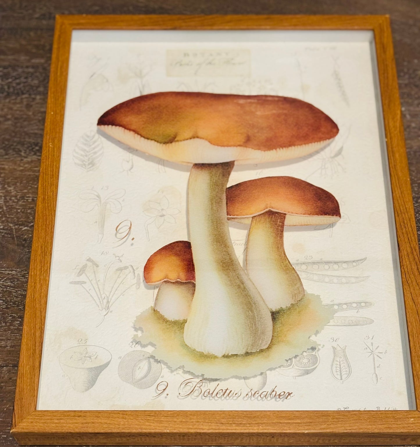 Pair of mushroom botany art  11 x 14