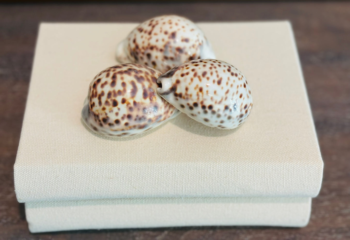 Set of Tiger Cowrie Shells - 4 total
