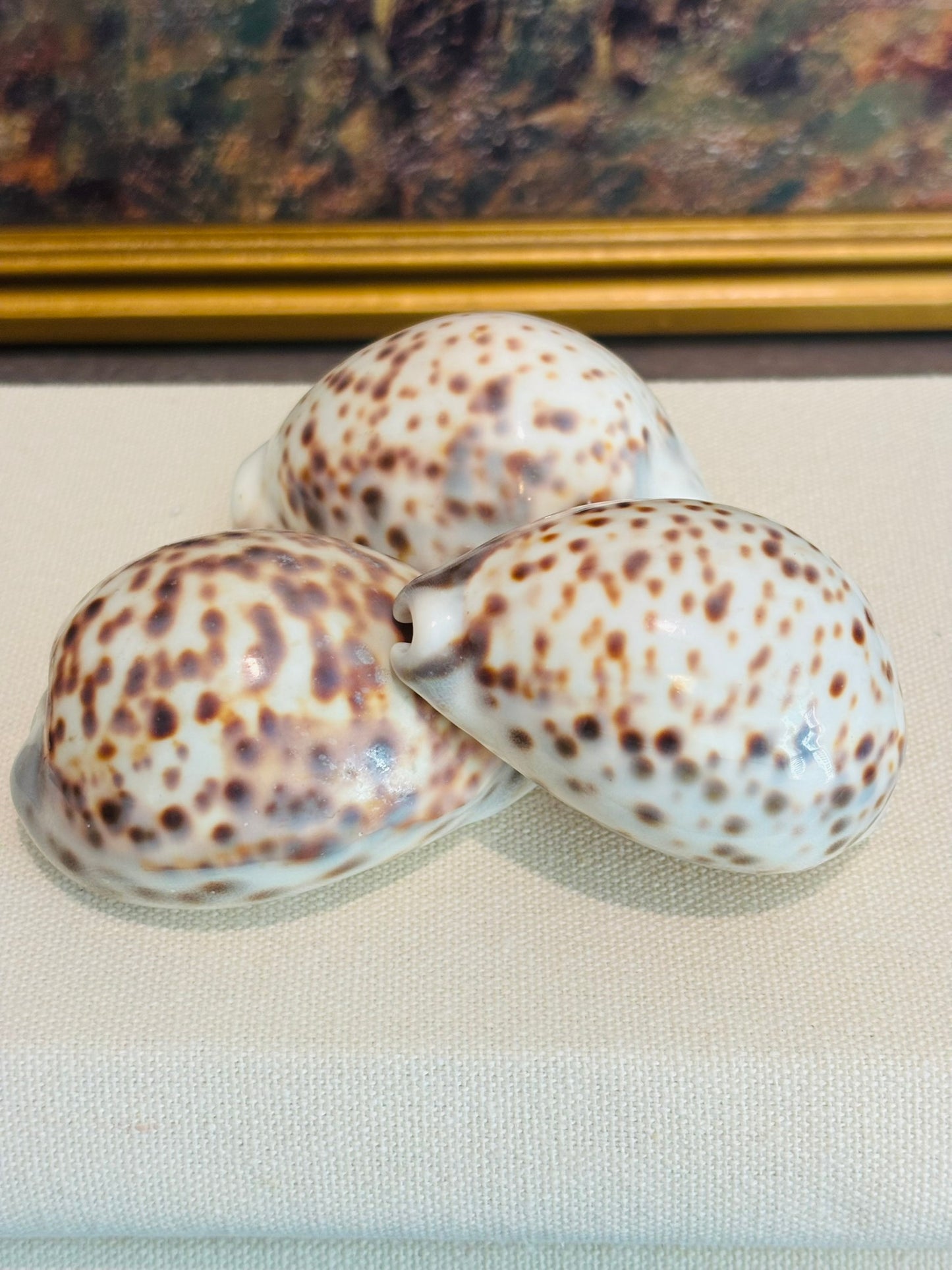 Set of Tiger Cowrie Shells - 4 total
