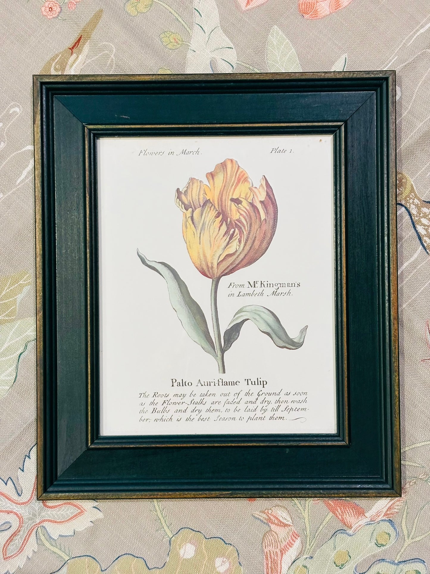 Set of 4 Framed Green Botanicals  11.5 x 13.5 x .75