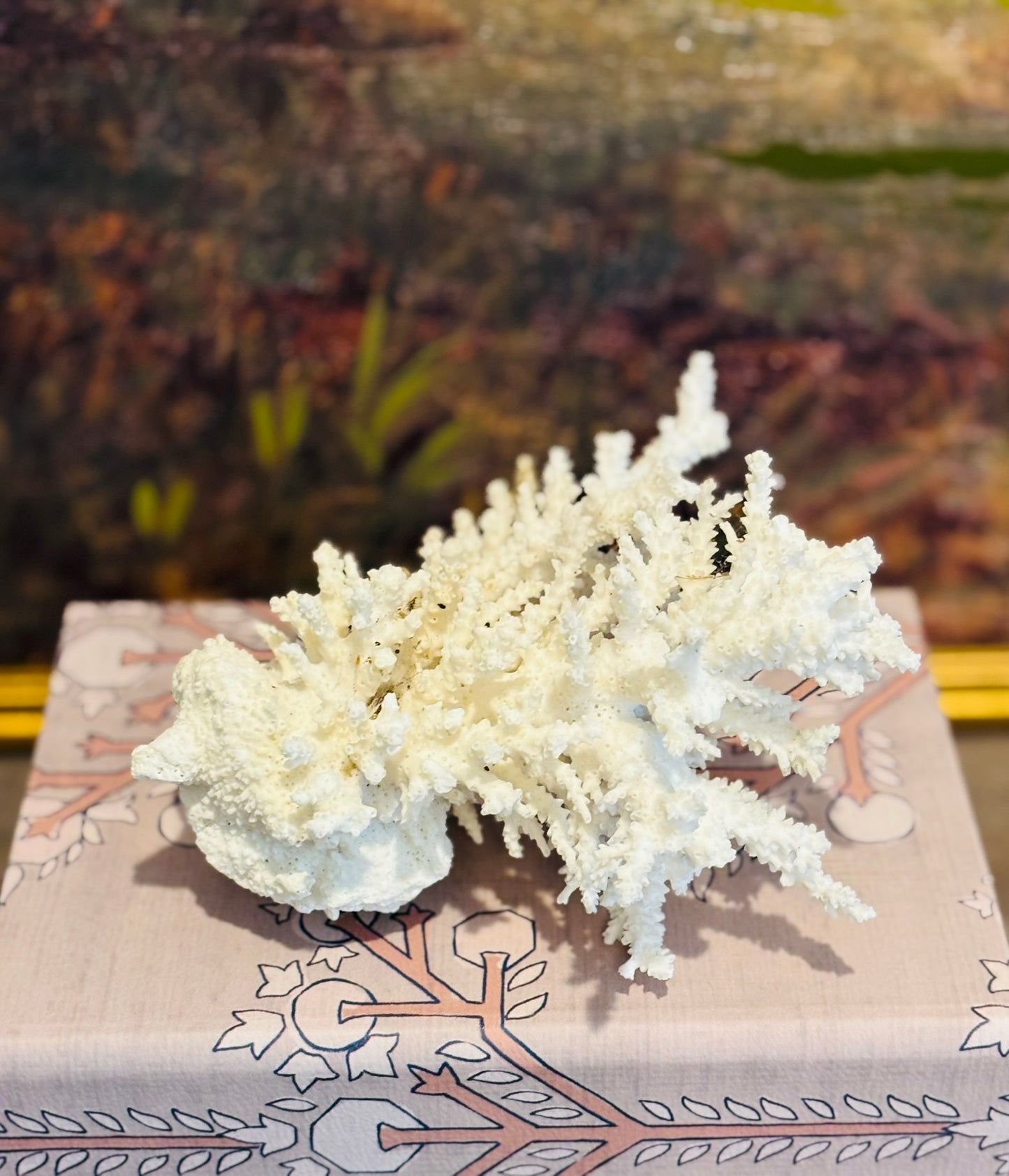 Natural White Coral Specimen 7 l 5 h 6 w