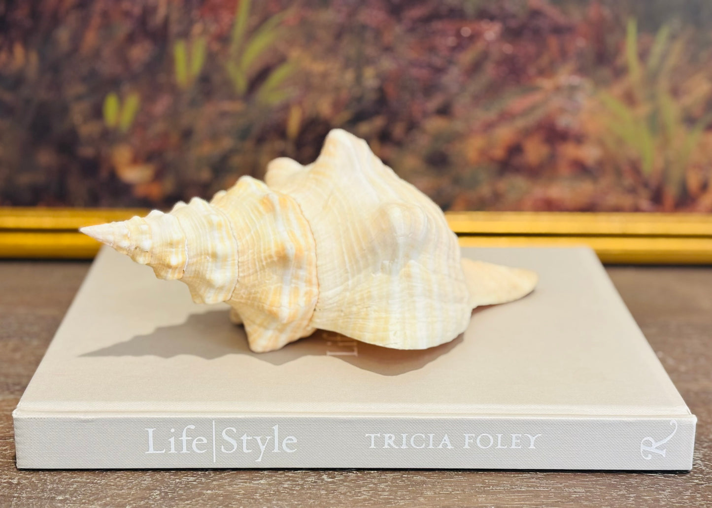 Large Florida Horse Conch Cream shell 9.5 l 4 h 5 w