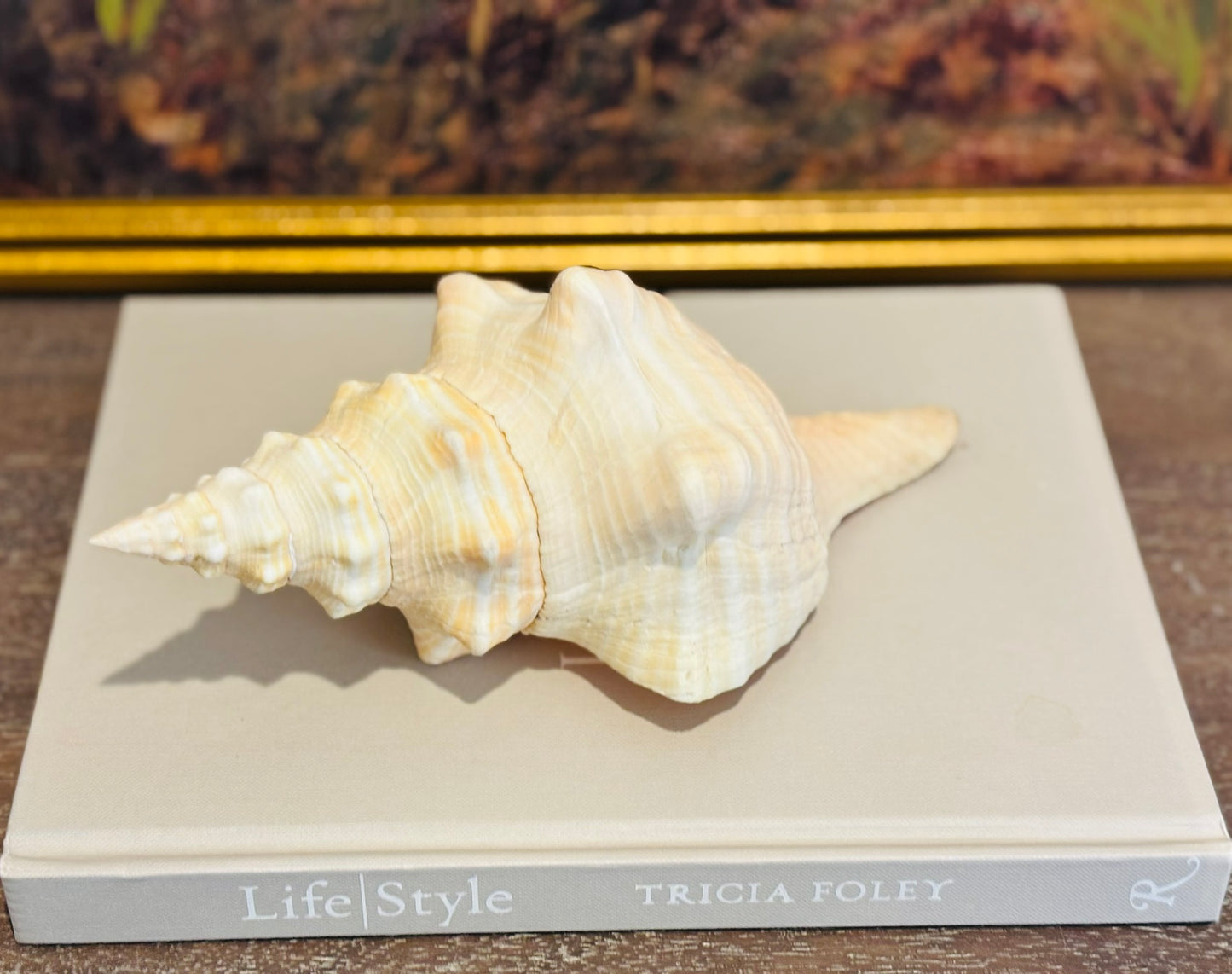 Large Florida Horse Conch Cream shell 9.5 l 4 h 5 w