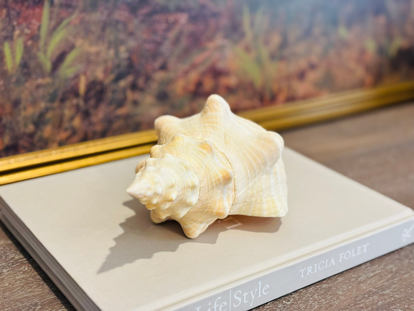 Large Florida Horse Conch Cream shell 9.5 l 4 h 5 w