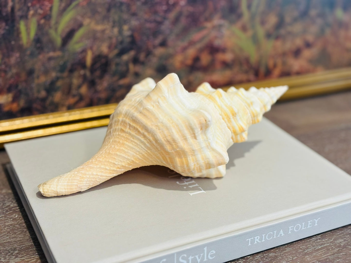 Large Florida Horse Conch Cream shell 9.5 l 4 h 5 w