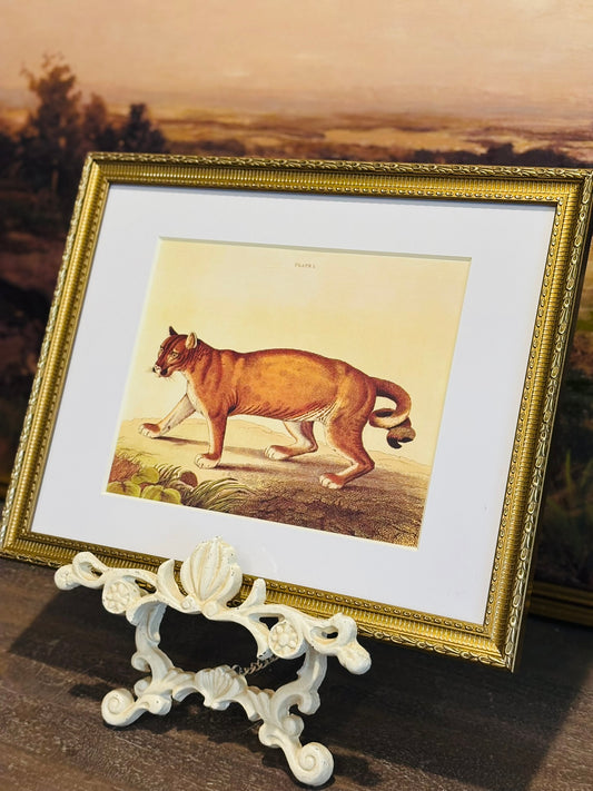 Framed cougar book plate 11 x 14 x .75