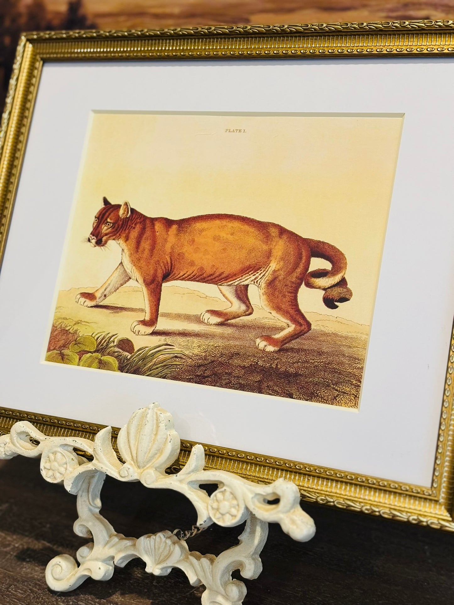 Framed cougar book plate 11 x 14 x .75