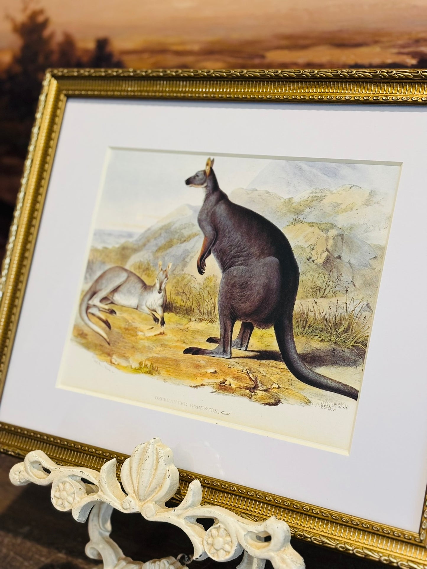 Framed Wallaroo Book Plate 11 x 14