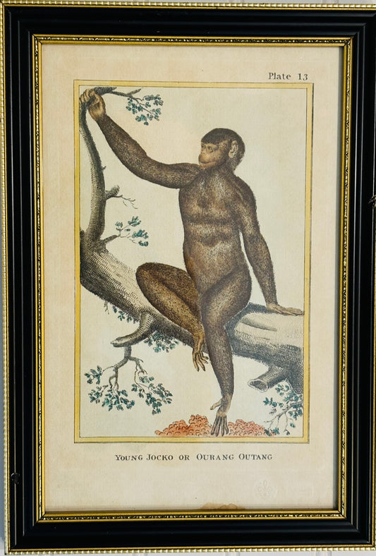 Vintage Mongrel Monkey Lithograph